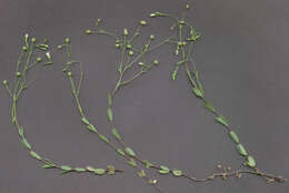 Image of purging flax, fairy flax