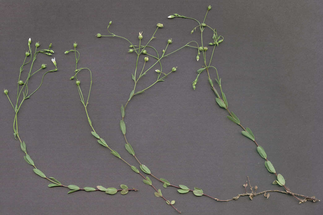 Image of purging flax, fairy flax