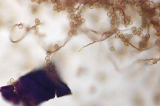 صورة Trichia botrytis