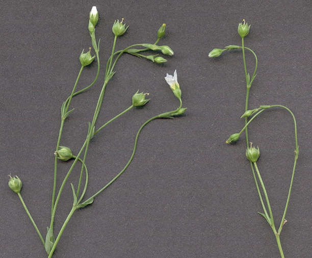 Image of purging flax, fairy flax