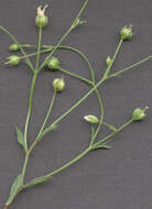 Image of purging flax, fairy flax