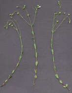 Image of purging flax, fairy flax