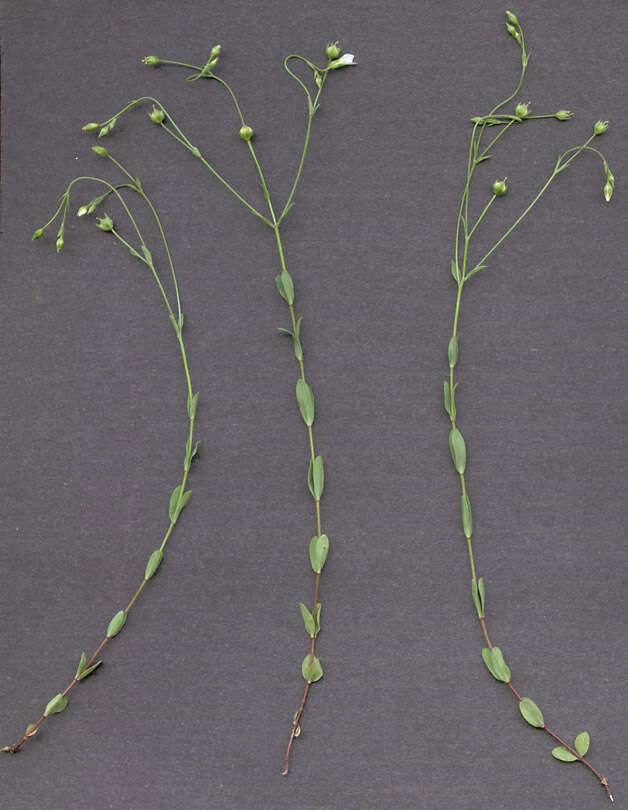 Image of purging flax, fairy flax