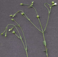 Image of purging flax, fairy flax