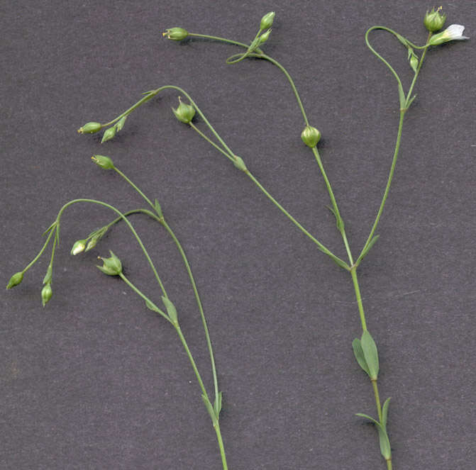 Image of purging flax, fairy flax