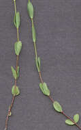 Image of purging flax, fairy flax