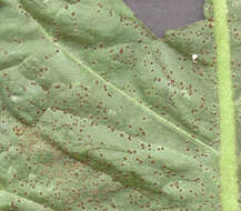 Puccinia hieracii (Röhl.) H. Mart. 1817的圖片