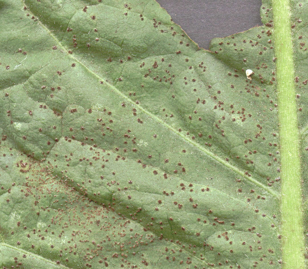 Image of Puccinia hieracii (Röhl.) H. Mart. 1817