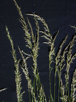 Image of Button Grass