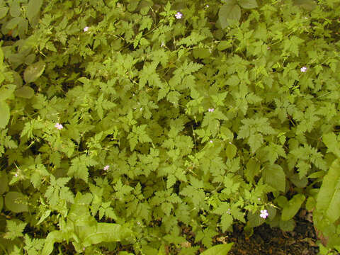 Imagem de <i>Geranium <i>robertianum</i></i> subsp. robertianum