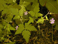 Imagem de <i>Geranium <i>robertianum</i></i> subsp. robertianum