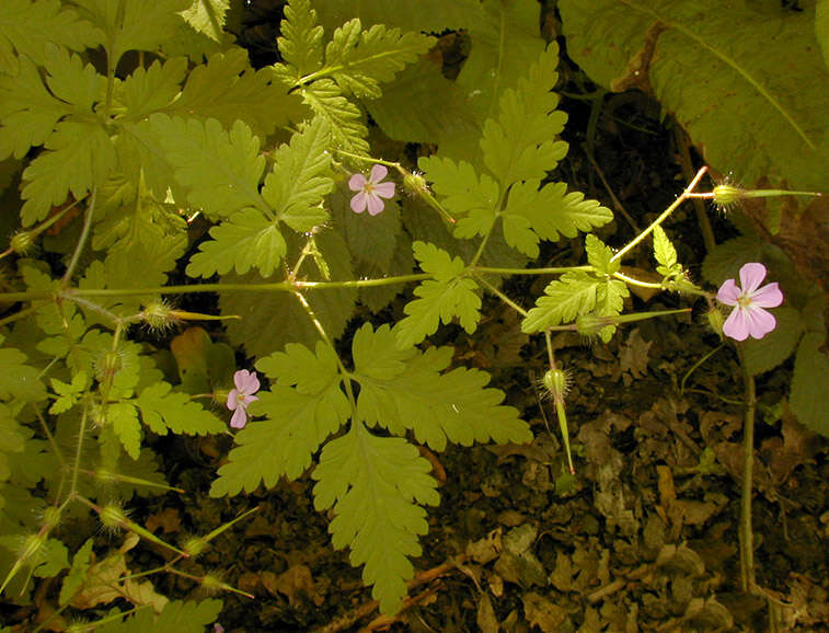 Image of <i>Geranium <i>robertianum</i></i> subsp. robertianum