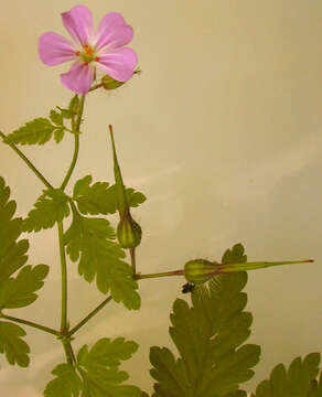 Imagem de <i>Geranium <i>robertianum</i></i> subsp. robertianum