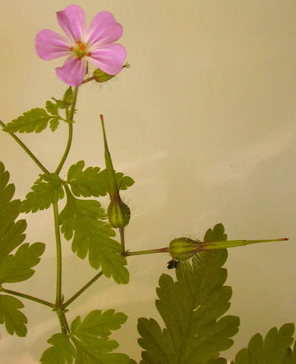 Image of <i>Geranium <i>robertianum</i></i> subsp. robertianum