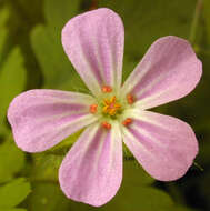 Imagem de <i>Geranium <i>robertianum</i></i> subsp. robertianum