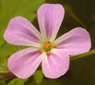 Imagem de <i>Geranium <i>robertianum</i></i> subsp. robertianum