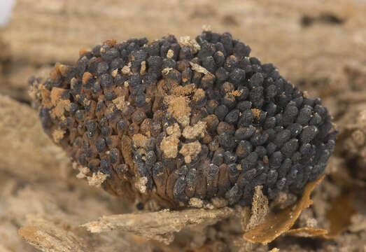 Image of Tubifera ferruginosa