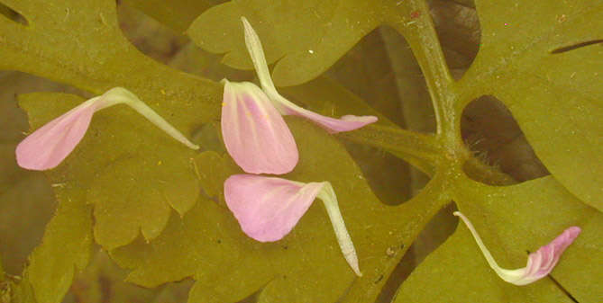 Image of <i>Geranium <i>robertianum</i></i> subsp. robertianum