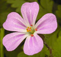 Imagem de <i>Geranium <i>robertianum</i></i> subsp. robertianum