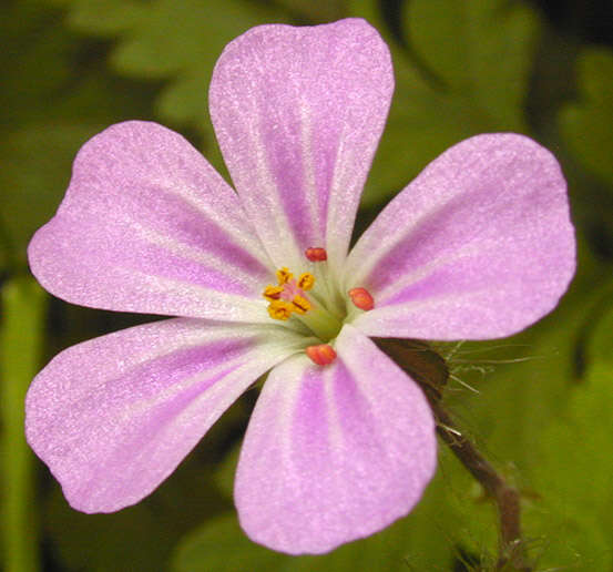 Imagem de <i>Geranium <i>robertianum</i></i> subsp. robertianum