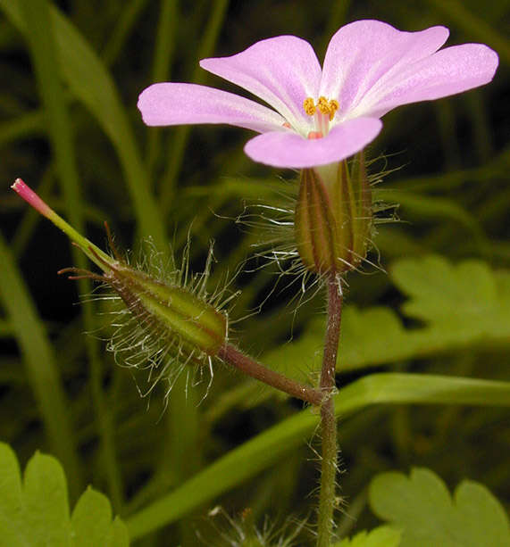 Imagem de <i>Geranium <i>robertianum</i></i> subsp. robertianum