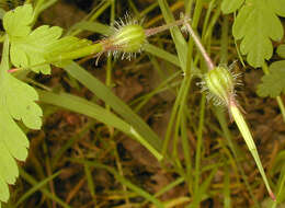 Image of <i>Geranium <i>robertianum</i></i> subsp. robertianum