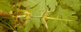 Image of <i>Geranium <i>robertianum</i></i> subsp. robertianum