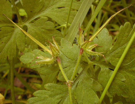 Imagem de <i>Geranium <i>robertianum</i></i> subsp. robertianum