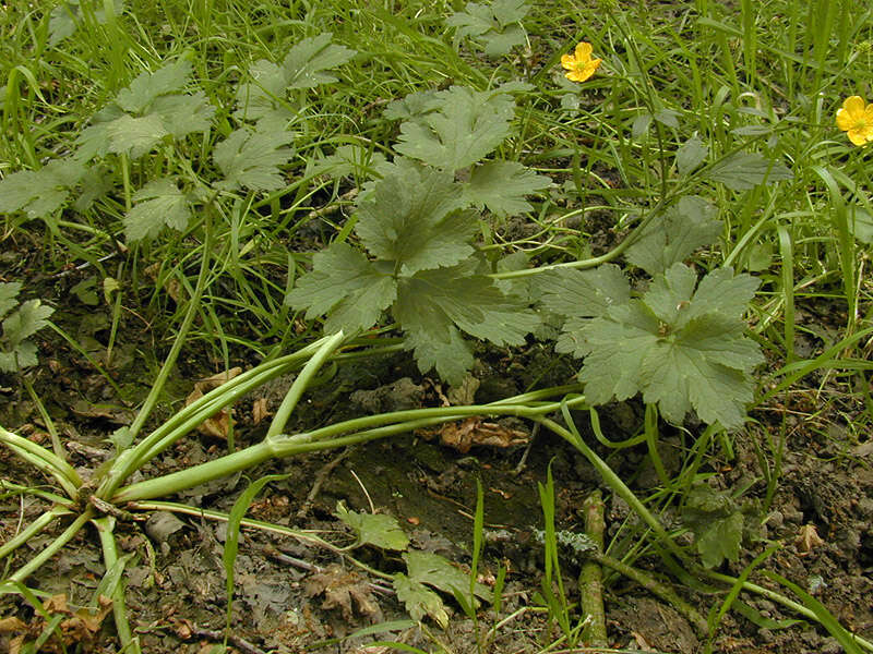 Image of creeping buttercup