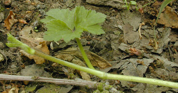 Image of creeping buttercup