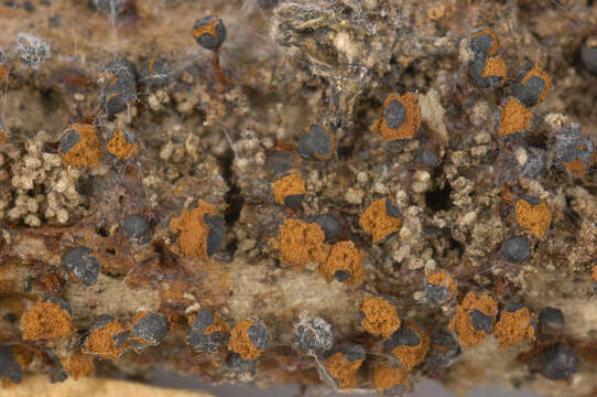 صورة Trichia botrytis