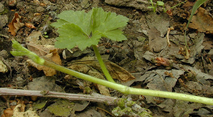 Image of creeping buttercup