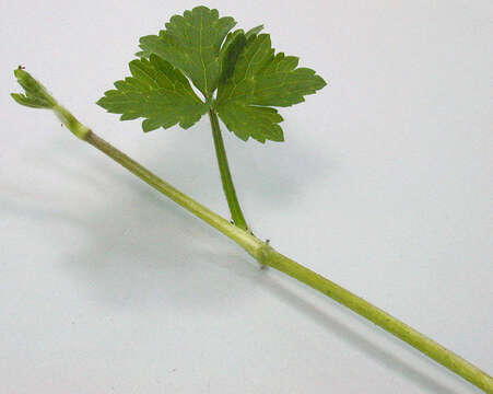 Image of creeping buttercup