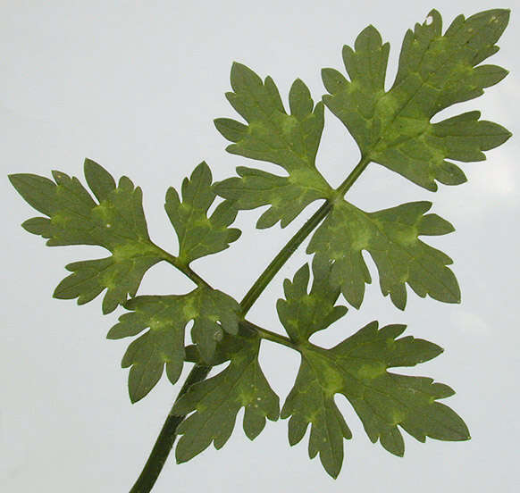 Image of creeping buttercup