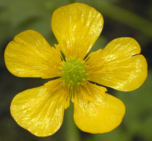 Image of creeping buttercup