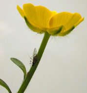 Image of creeping buttercup