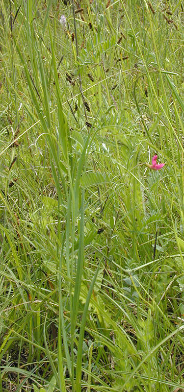 Image of Grass Vetchling