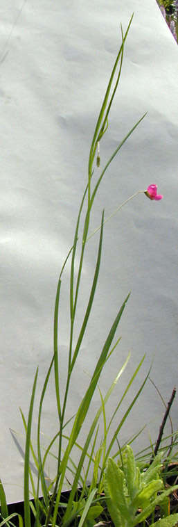 Image of Grass Vetchling