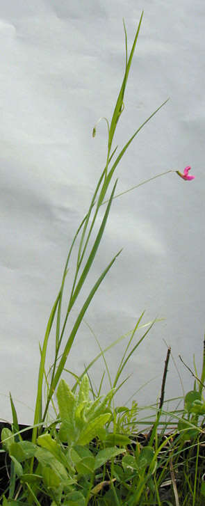 Image of Grass Vetchling