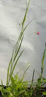 Image of Grass Vetchling