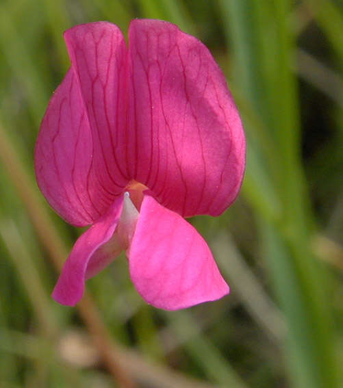 Image of Grass Vetchling