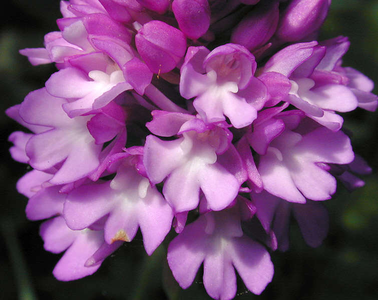 Image of Pyramidal orchid