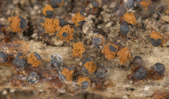 صورة Trichia botrytis