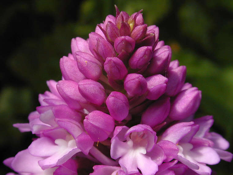 Image of Pyramidal orchid