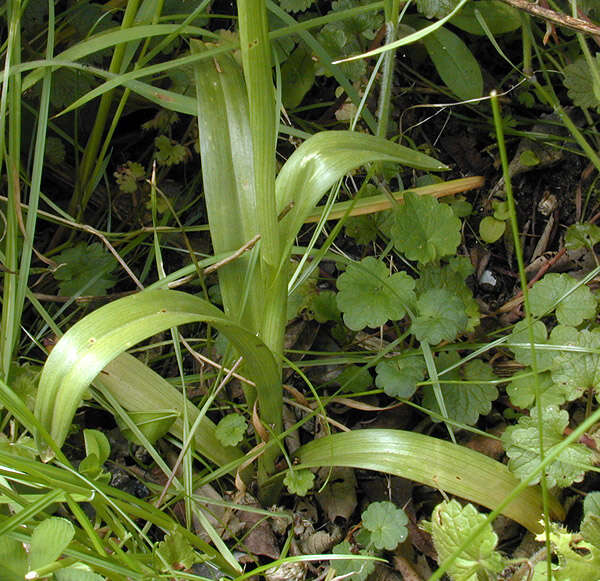 Image of Pyramidal orchid