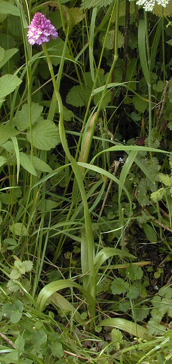 Image of Pyramidal orchid