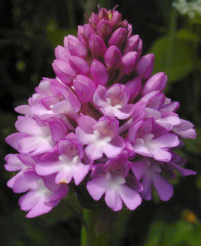 Image de Orchis pyramidal