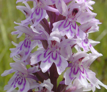 Image de Orchis de Fuchs