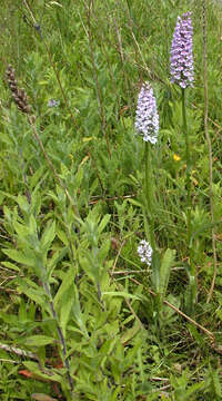 Image de Orchis de Fuchs