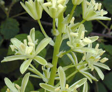 Image of Pyrenees star of Bethlehem